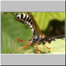 Coleocentrus excitator - Schlupfwespe 07 23mm-fdet03.jpg